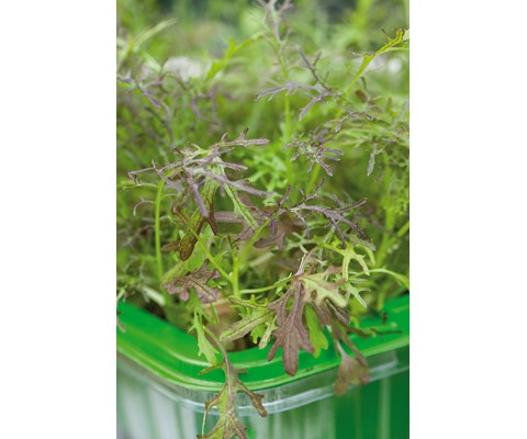 Frø sareptasennep MicroLeaf