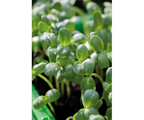Frø solsikke MicroLeaf økologisk