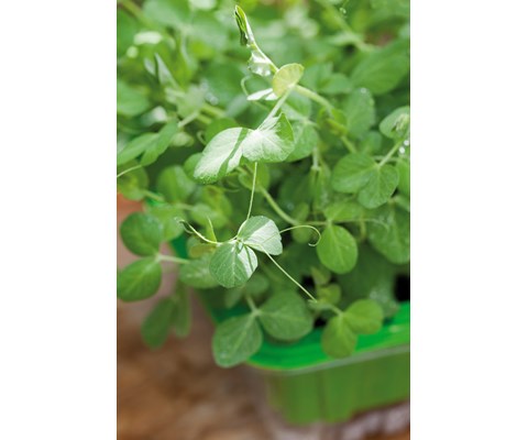 Frø ert MicroLeaf økologisk