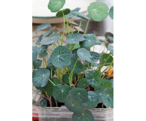 Frø salatkarse MicroLeaf