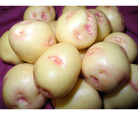 Settepotet Gulløye 2,5 kg