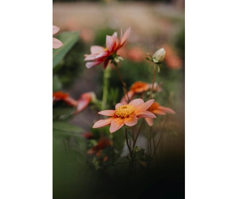 Høstløk anemonegeorgine Totally Tangerine