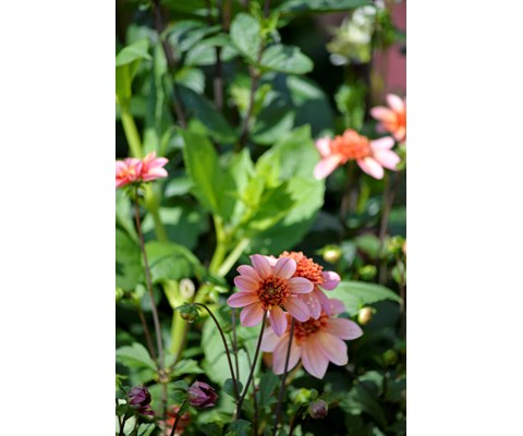 Høstløk anemonegeorgine Totally Tangerine