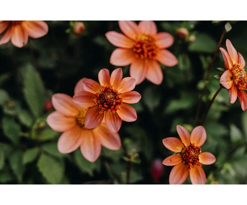Høstløk anemonegeorgine Totally Tangerine