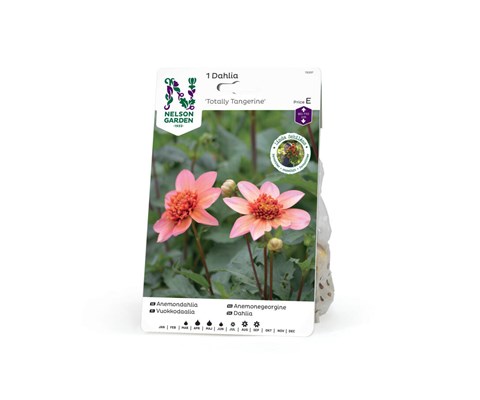 Høstløk anemonegeorgine Totally Tangerine