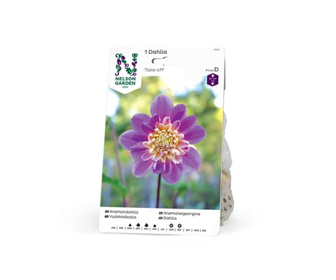 Vårløk anemonegeorgine Take Off