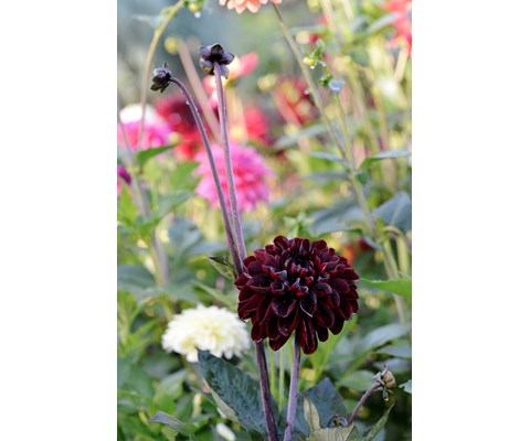 Høstløk dekorative georginer Manoa