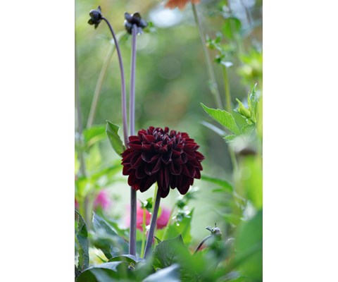 Høstløk dekorative georginer Manoa