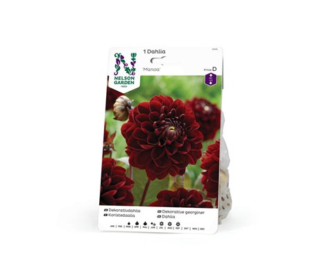 Høstløk dekorative georginer Manoa