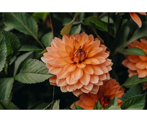 Høstløk dekorative georginer Nicohlas