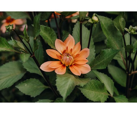 Høstløk dekorative georginer Nicohlas