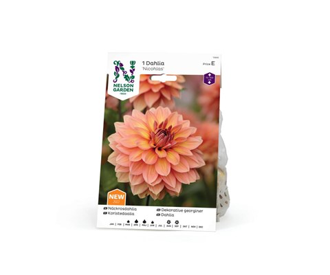 Høstløk dekorative georginer Nicohlas