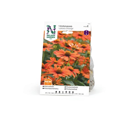 Vårløk purpursolhatt Lakota Orange