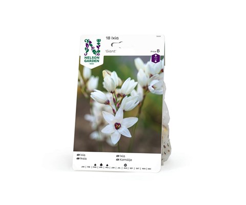 Høstløk ixia Giant