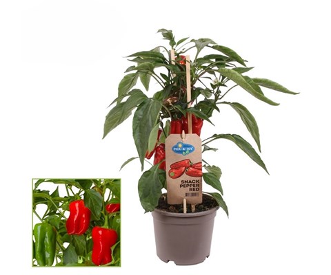 Paprika 'Snack Red Pepper'