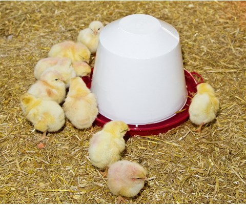 Vannautomat kylling og vaktel