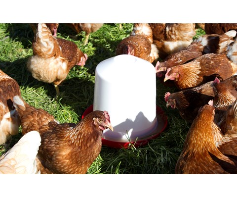 Vannautomat kylling og vaktel