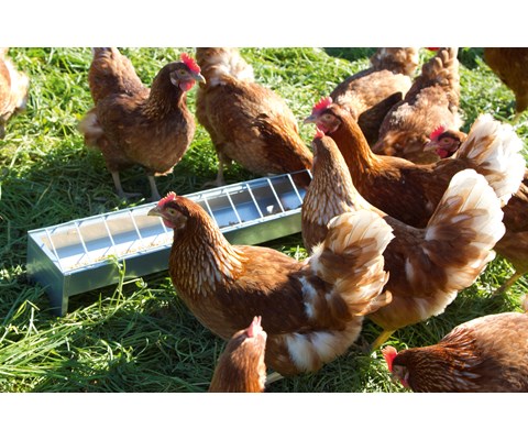 Fôrtro høns og kylling