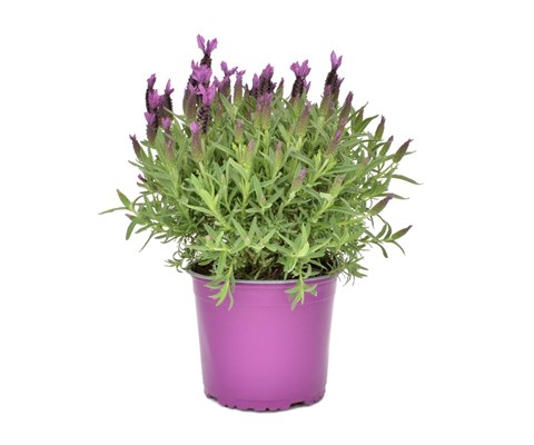 Lavendel 'Butterfly'