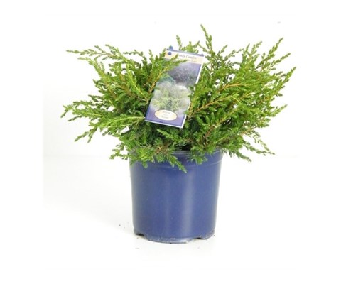 Juniperus communis 'Repanda'