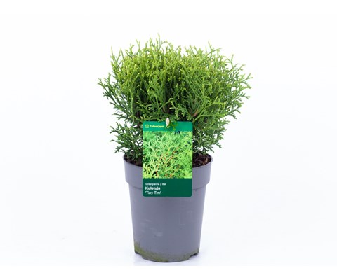 Thuja occidentalis 'Tiny Tim'