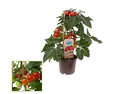 Tomat 'Plum Tomato'
