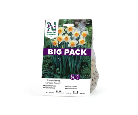 Høstløk edelnarsiss Sempre Avanti