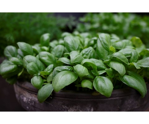 Frø basilikum Loki økologisk