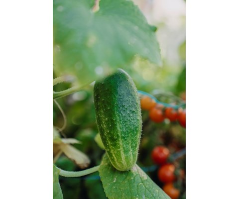 Frø frilandsagurk Vert petit de Paris