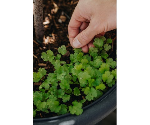 Frø koriander Cruiser   