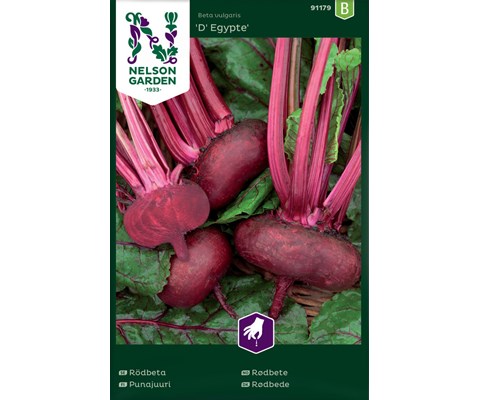 Frø rødbete D'Egypte