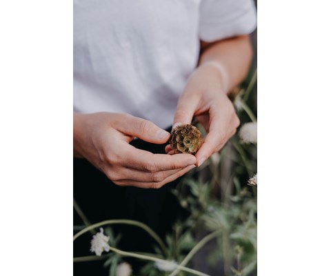 Frø stjerneskabiosa Paper Moon      