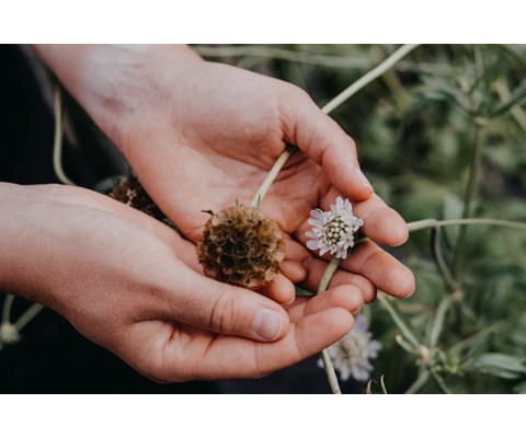 Frø stjerneskabiosa Paper Moon      