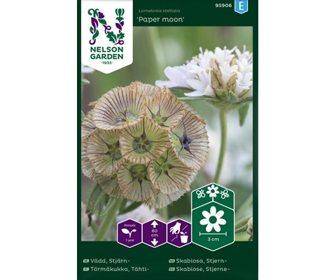 Frø stjerneskabiosa Paper Moon      