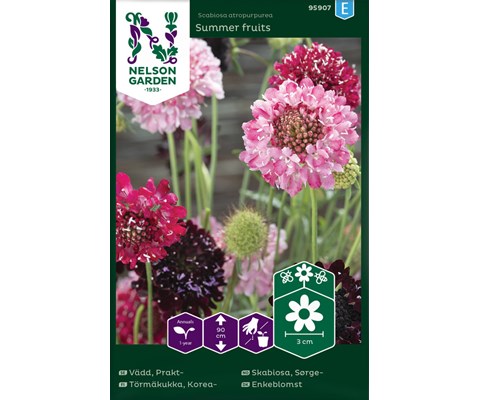 Frø sørgeskabiosa Summer Fruits