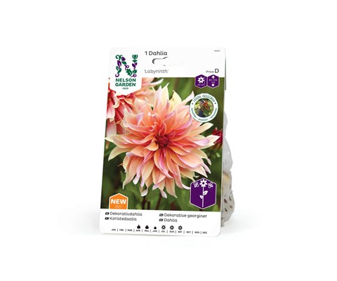 Høstløk dekorative georginer Labyrinth