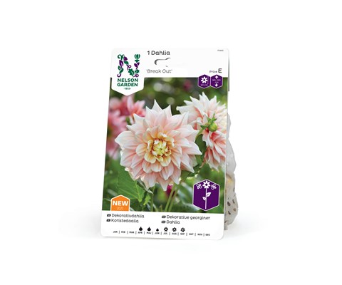 Vårløk dekorative georginer Break out