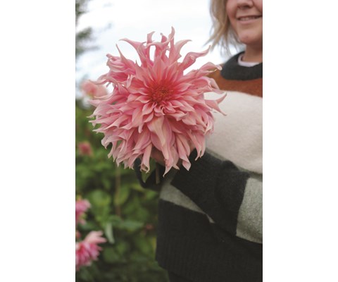 Vårløk dekorative georginer Penhill Watermelon