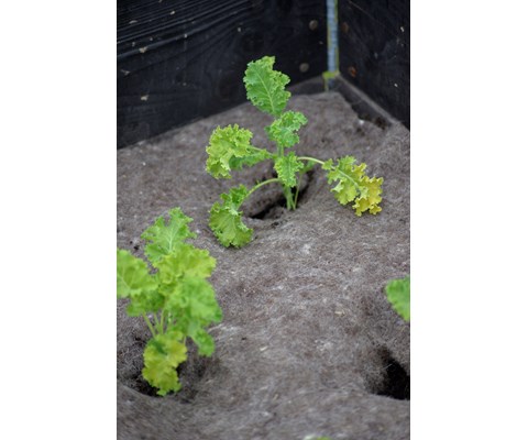 Dyrkningsduk ull 150 x 200 cm