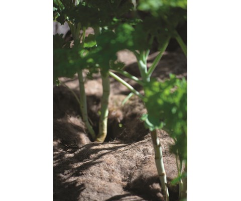 Dyrkningsduk ull 120 x 80 cm