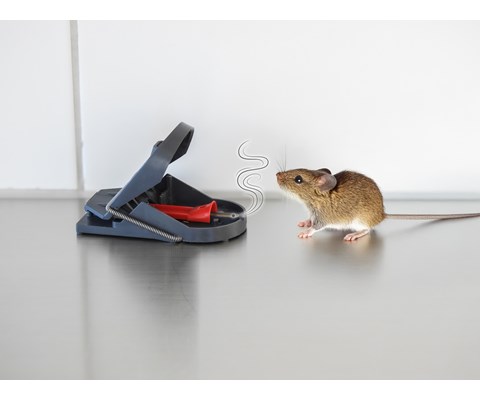 Musefelle PRO Supercat 6+2