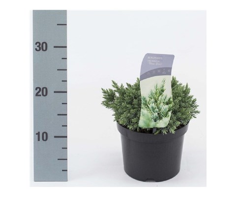 Juniperus squamata 'Blue Star'