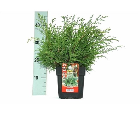 Microbiota decussata