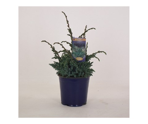 Juniperus squamata 'Meyeri'