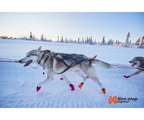 Trekksele Nansen Nome Harness