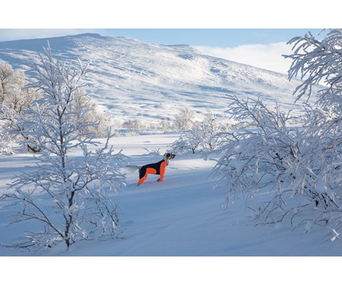 Heldress Protector hannhund svart/orange