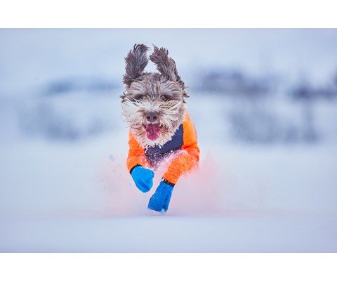 Heldress Protector hannhund svart/orange