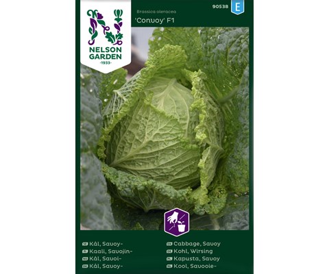 Frø savoikål Convoy