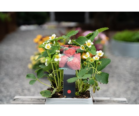 Jordbær 'Fragaria' 6 pk Glede