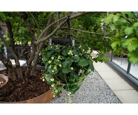 Jordbær 'Fragaria' 6 pk Glede